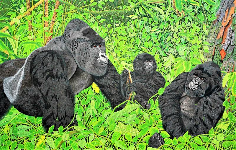 Gorillas in the Virungas