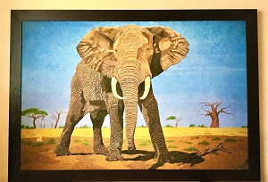 Exclusive Print African Bull Elephant on canvas 116cm x167 cm (2).jpg